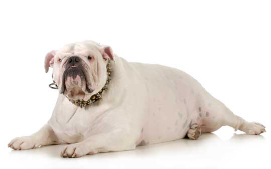 Hund mit Aszites